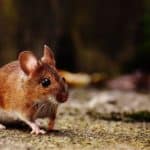 5 Ways To Keep Mice Out Of Your Camper Or RV Naturally