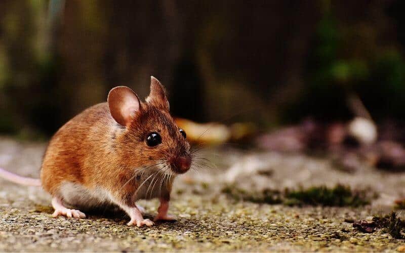 5 Ways To Keep Mice Out Of Your Camper Or RV Naturally