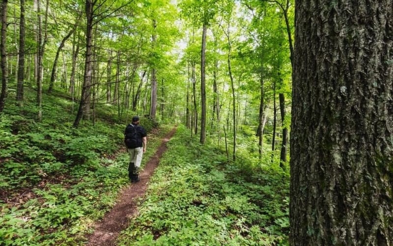 Shenandoah National Park 