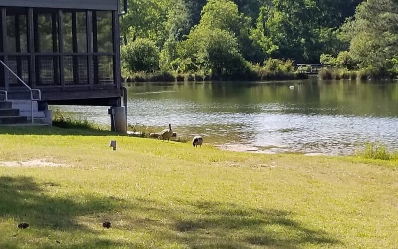 Georgia Pine Lake Campground