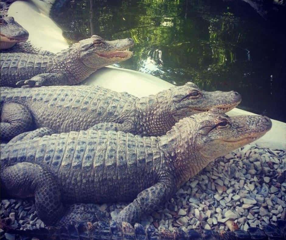 Weirdest Roadside Attractions in all 50 states across America 5 Alligator-Farms-Arkansas