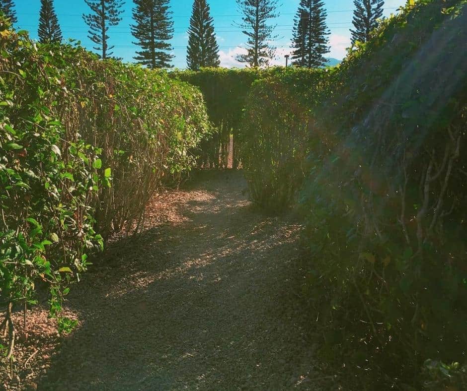 Doles-Pineapple-Garden-Maze-Hawaii