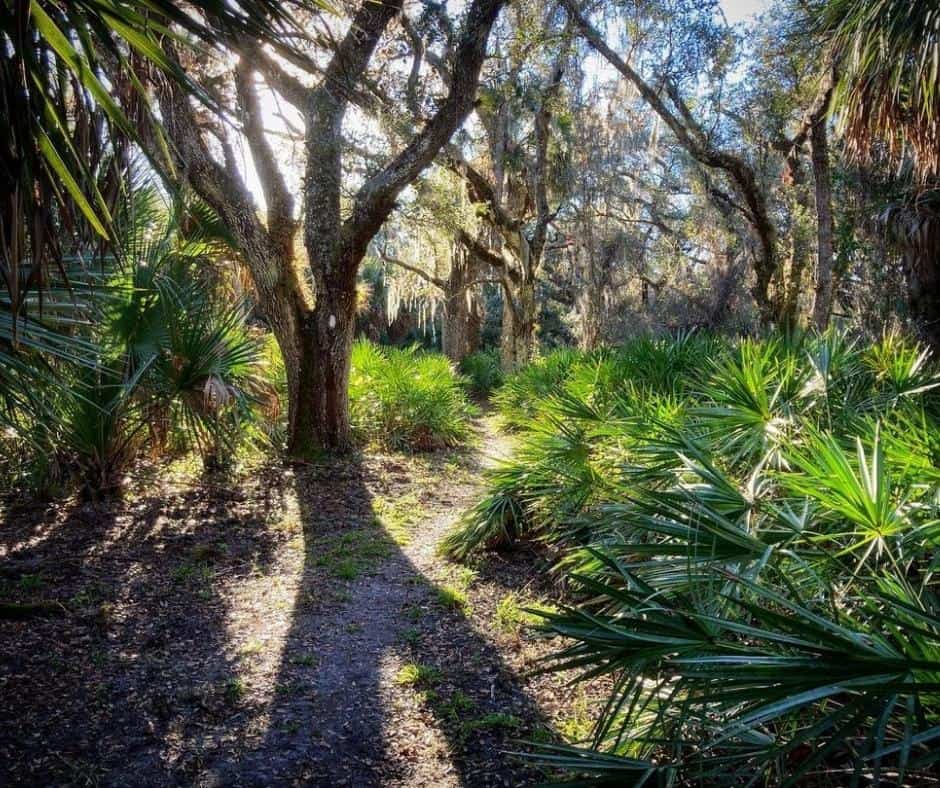 10 Incredible Free Camping Spots In Florida And How To Find More 10 Hickory-Hammock-–-Lorida