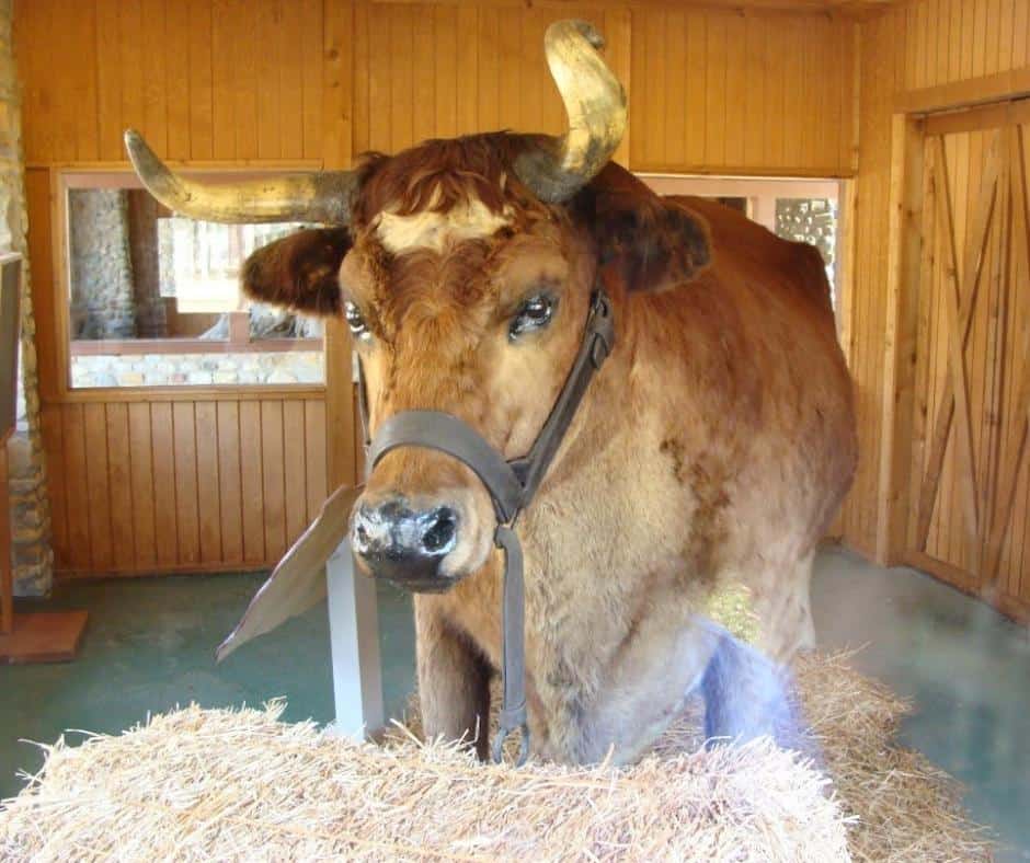 Old-Ben-–-The-Largest-Cow-Ever-Indiana