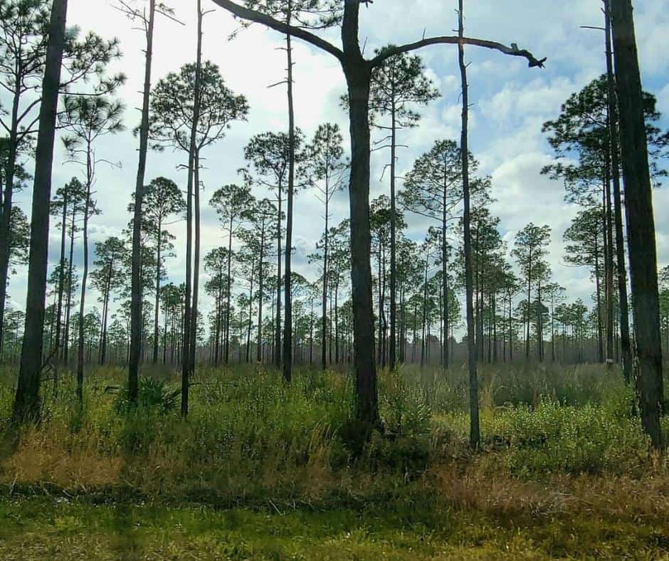 10 Incredible Free Camping Spots In Florida And How To Find More 8 Pine-Creek-Landing-–-Apalachicola-National-Forest