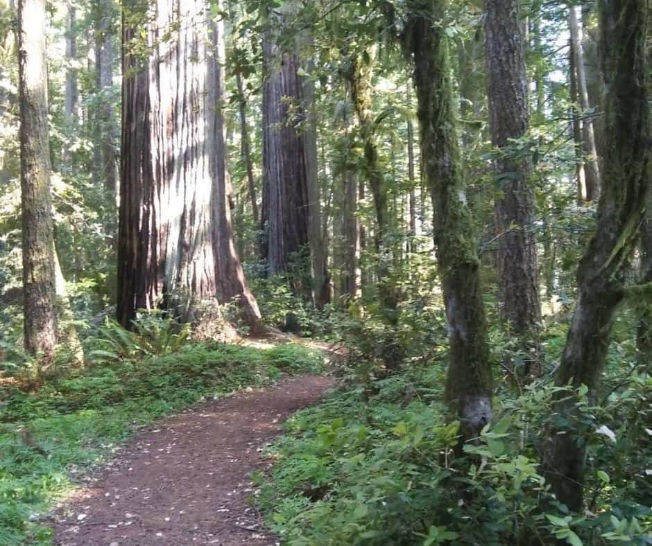 Best RV Parks And Campgrounds In California To Get The Most Out Of The Golden State 5 Ramblin-Redwoods-Campground-–-Crescent-City