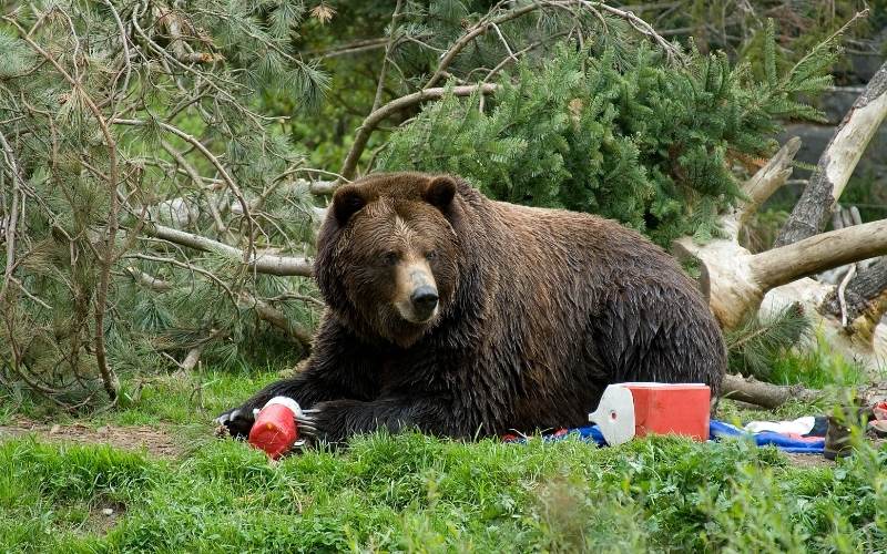 What Attracts Bears to Campsites?
