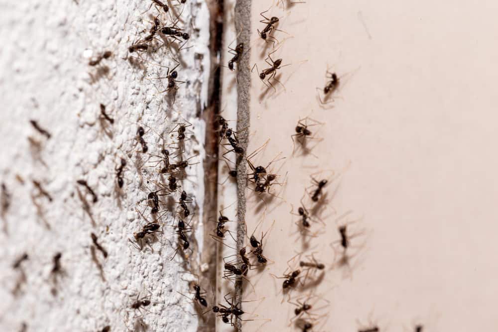 15 Ways To Get Rid Of Ants In Your Rv