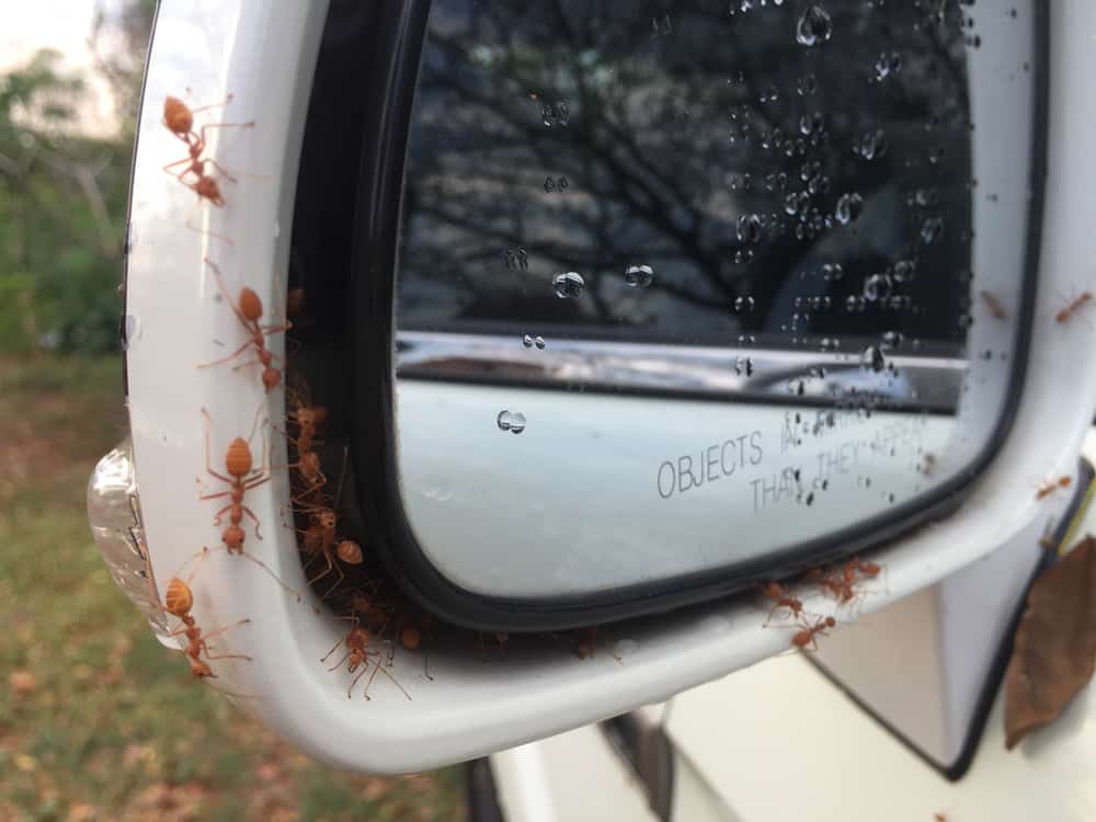 How To Get Rid Of Ants In Rv