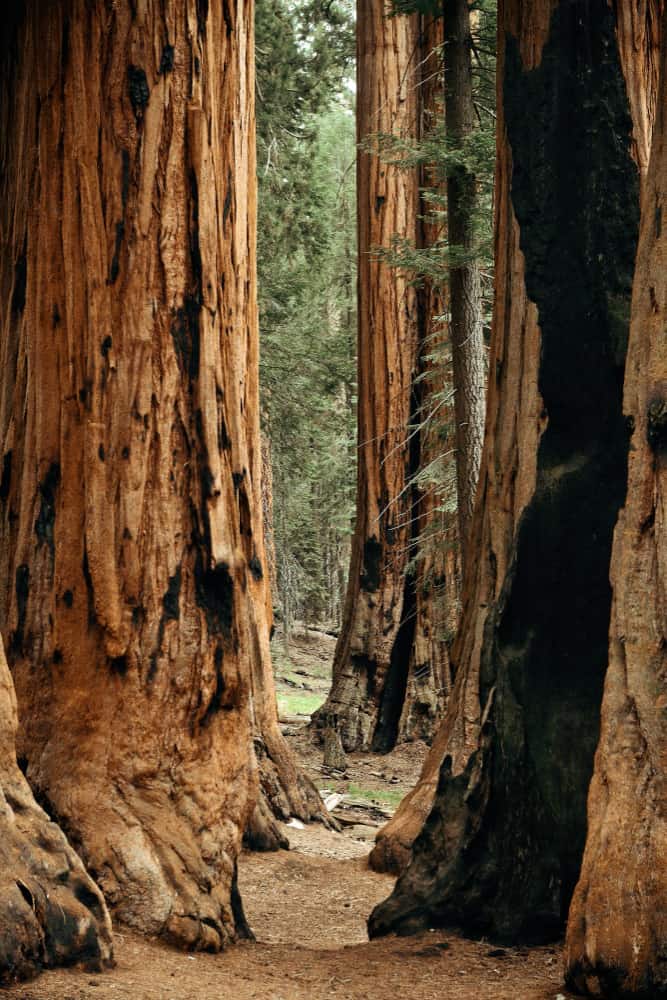 Where can I camp on 4th July in California? 3 giant tree closeup sequoia national park