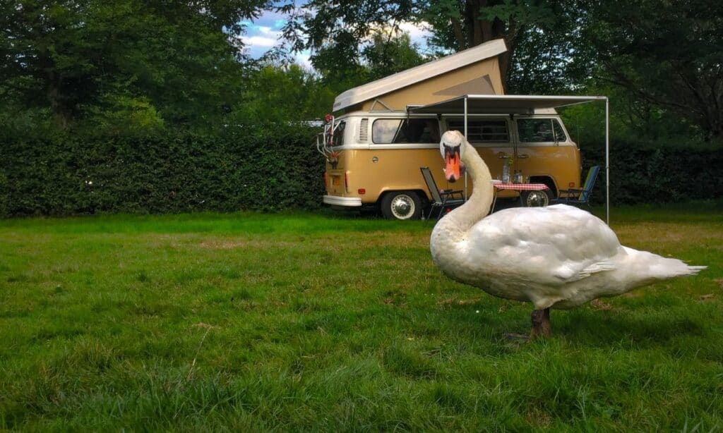 Experience Ultimate Relaxation at Anchor Down RV Resort 2 anchor down RV resort