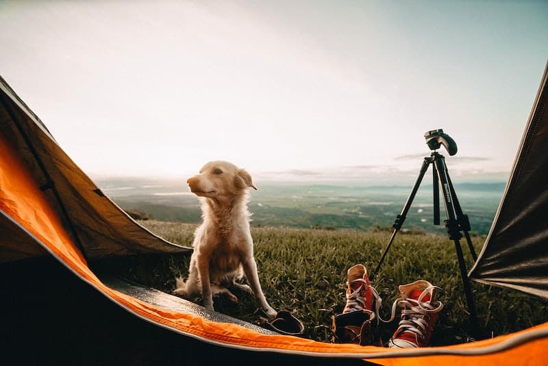 keep dogs cool while camping