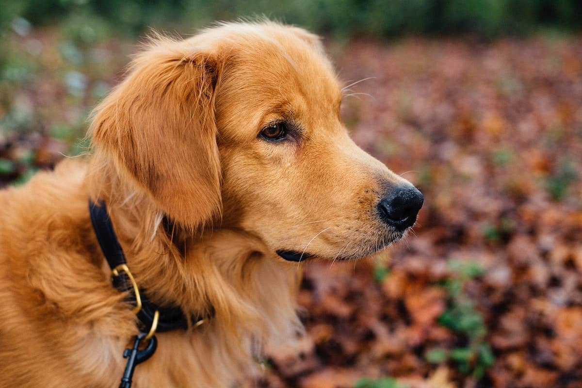 keep dogs cool while camping