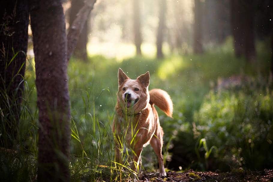 how to keep your dogs cool while camping