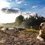 keep dogs cool while camping