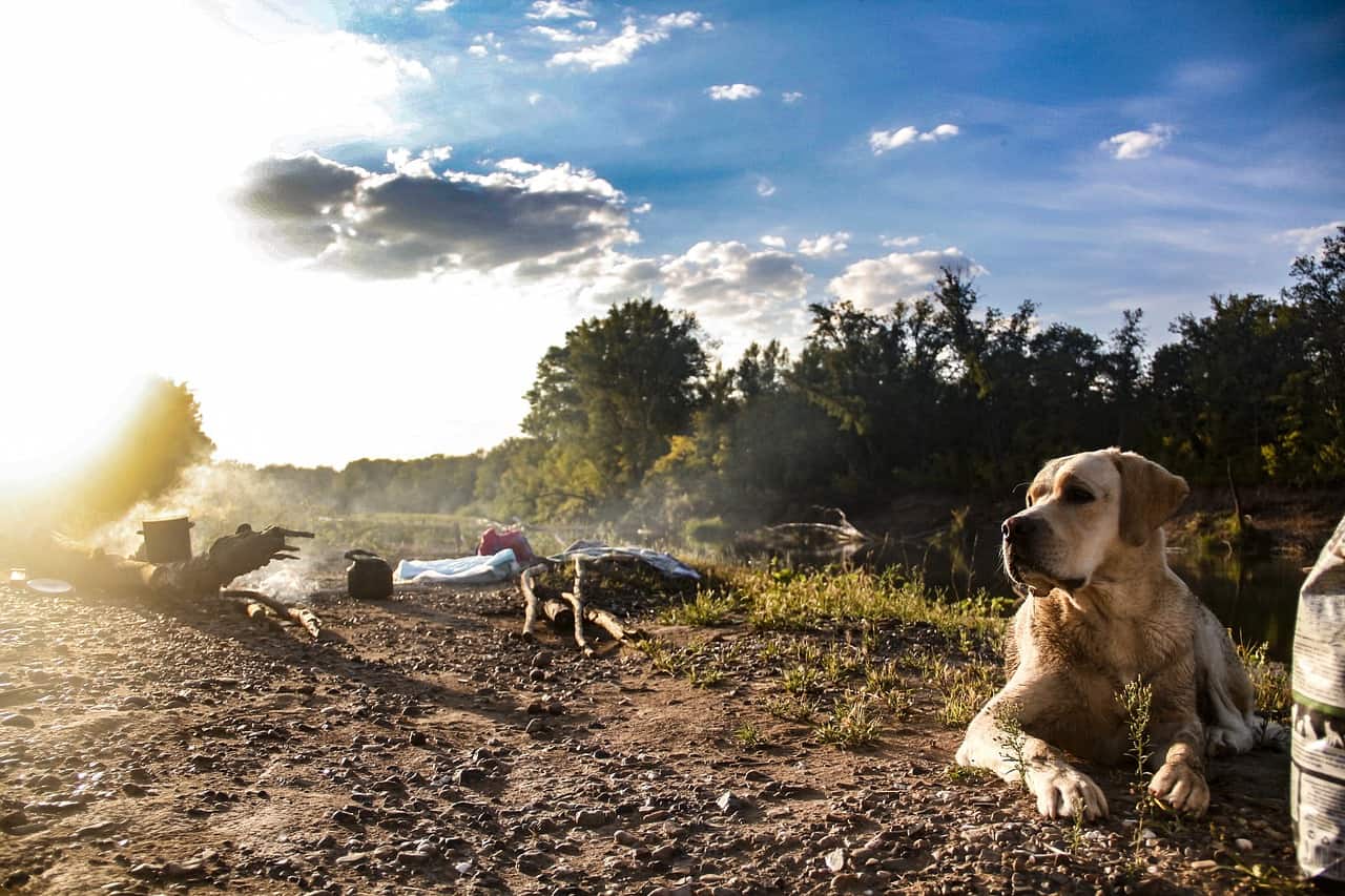 keep dogs cool while camping
